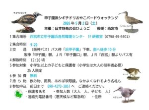 甲子園浜おやこバードウォッチング