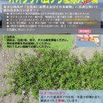 御前浜・オオフタバムグラ駆除大作戦
